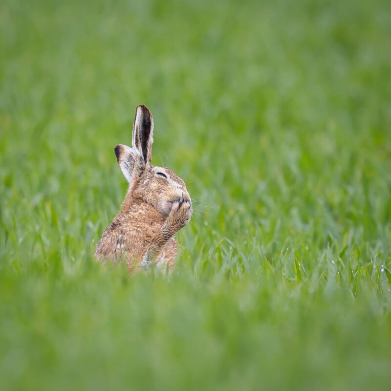 33 Hilarious Photos From the Nikon Comedy Wildlife Awards