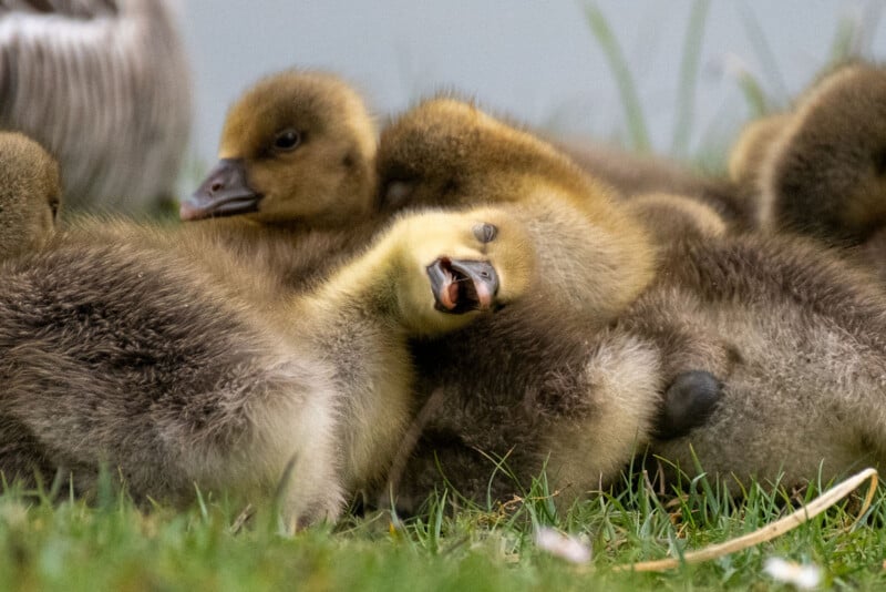 33 Hilarious Photos From the Nikon Comedy Wildlife Awards