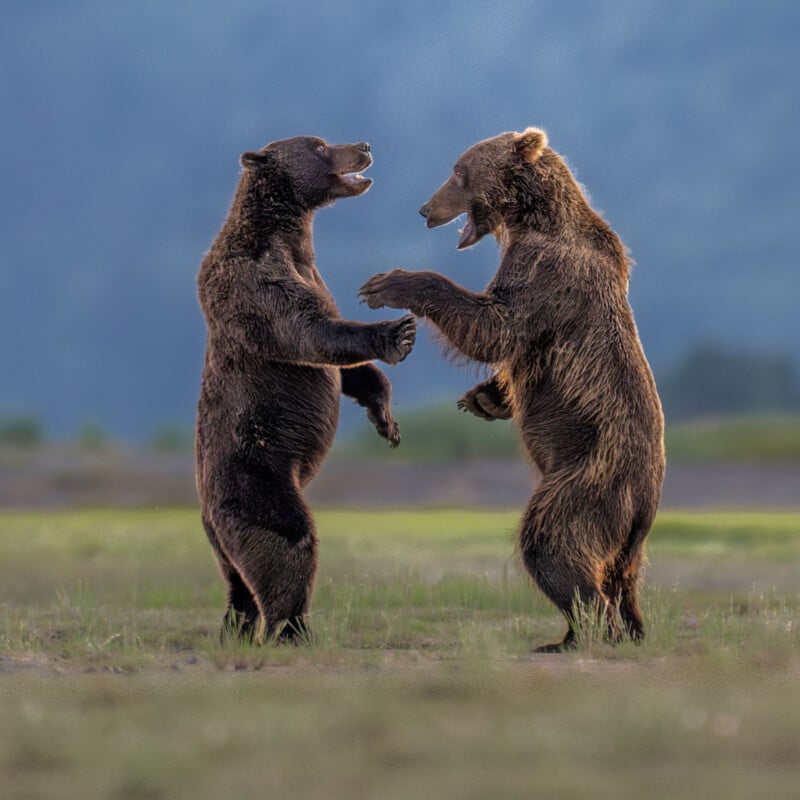33 Hilarious Photos From the Nikon Comedy Wildlife Awards