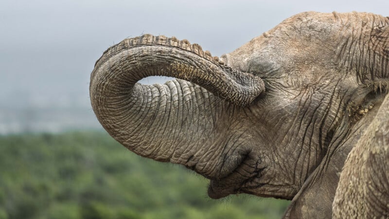 33 Hilarious Photos From the Nikon Comedy Wildlife Awards