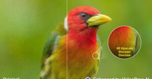 A split-screen comparison shows a blurry bird on the left and a sharp, detailed version on the right, with a circular inset highlighting the enhanced feather texture.