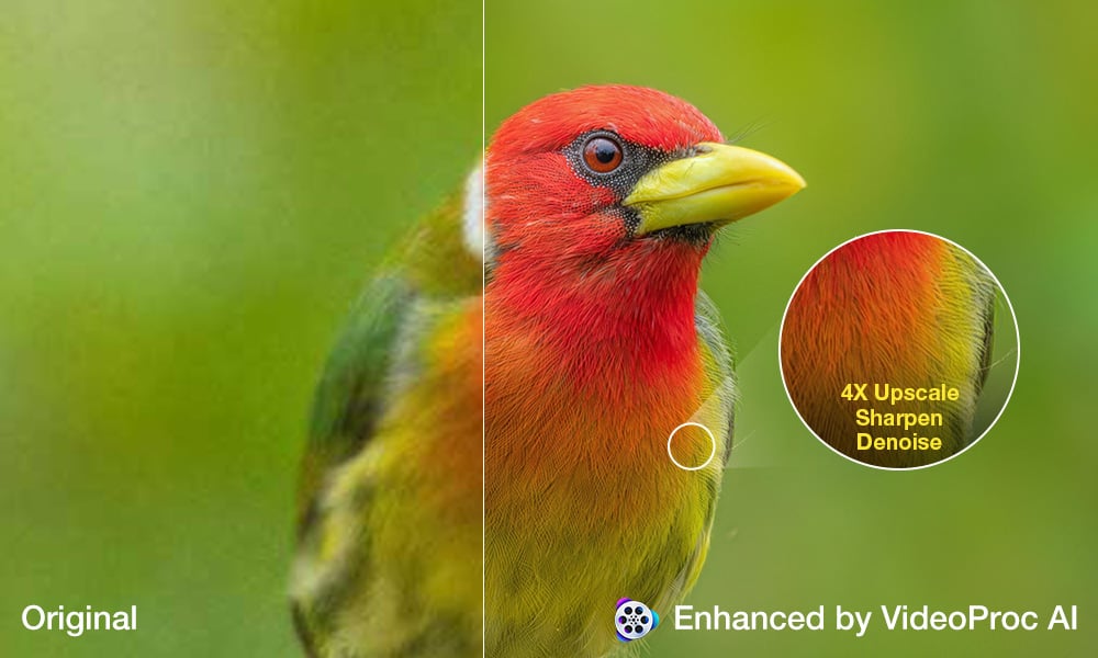 A split-screen comparison shows a blurry bird on the left and a sharp, detailed version on the right, with a circular inset highlighting the enhanced feather texture.