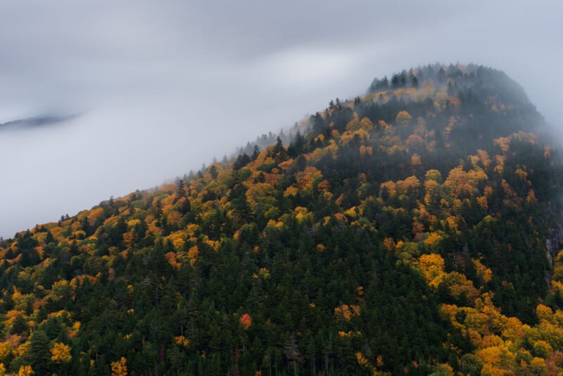 A mountain slope covered in a dense forest of green and autumn-colored trees is partially obscured by thick, low-hanging fog.