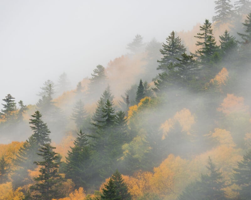 A misty, forested mountainside features a mix of evergreen conifers and deciduous trees with yellow autumn foliage.