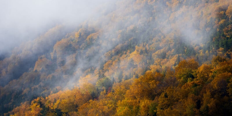 A dense forest on a mountainside displays vibrant autumn foliage in shades of orange and yellow, partially obscured by mist.