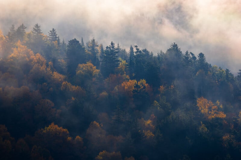 A dense forest on a mountainside with a mix of dark green conifers and golden autumn trees partially obscured by thick fog.