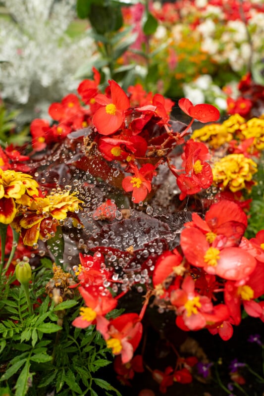 A spiderweb covered in water droplets stretches across vibrant red begonia flowers and yellow marigolds in a garden.