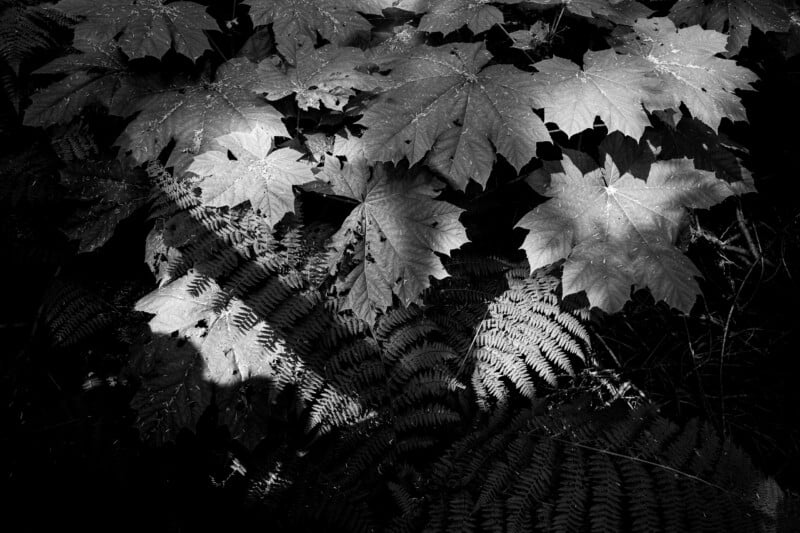 Large, broad-leafed plants and delicate ferns are illuminated by patches of sunlight against a dark, shadowed background.