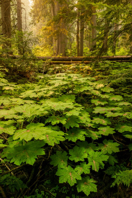 A dense forest floor covered in large, broad-leafed devil's club plants, with tall evergreen trees and a fallen log in the background.