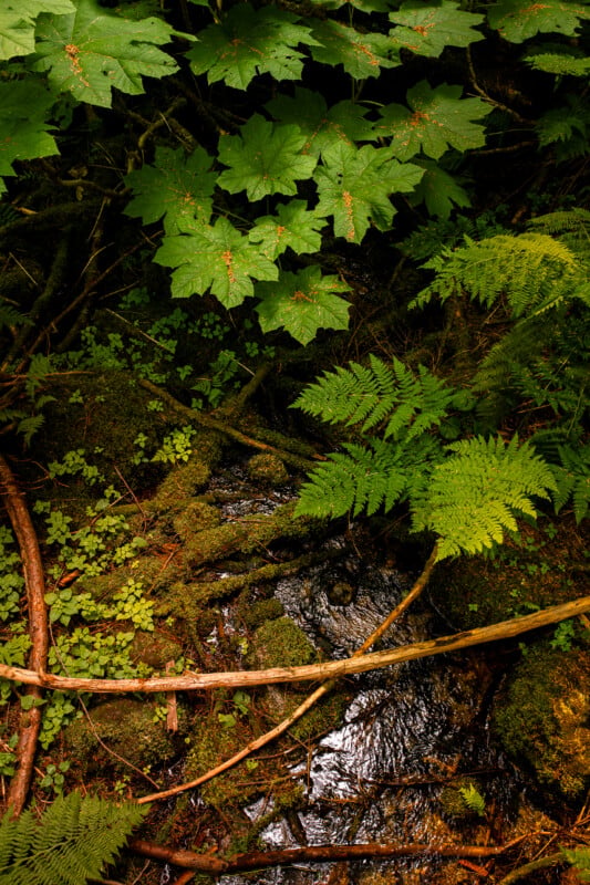 A small, dark stream flows through a lush forest floor covered in moss, ferns, and large, broad-leafed devil's club plants.