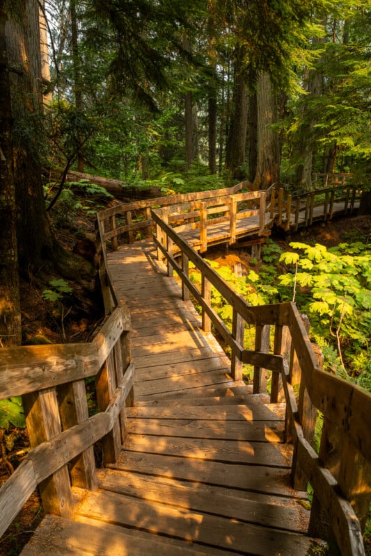 A wooden boardwalk with railings winds through a sunlit forest, descending down a set of stairs.