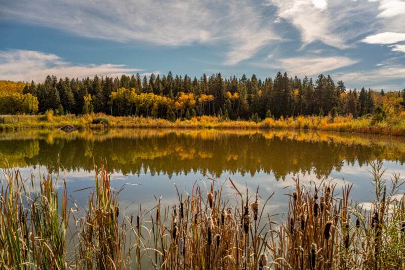 A calm pond reflects a forest of evergreen and golden autumn trees under a blue sky with wispy clouds, with cattails in the foreground.
