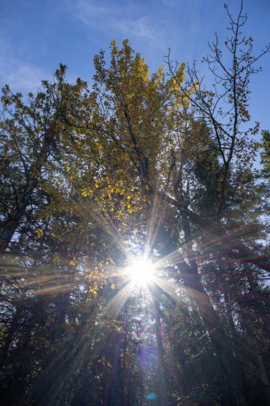 Sunlight streams through the branches of tall trees with yellowing autumn leaves, creating a bright starburst effect.