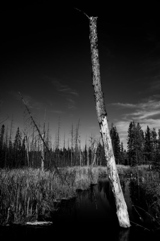 A tall, weathered dead tree trunk leans over a dark, still stream in a marshy forest landscape under a clear sky.