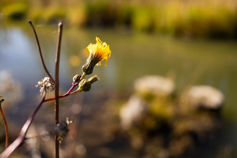 A single yellow wildflower blooms on a thin stem against a blurred, sunlit background of water and greenery.