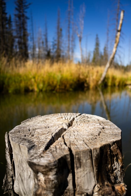 A weathered tree stump with deep cracks sits in the foreground, overlooking a calm pond with a forest and blue sky in the background.