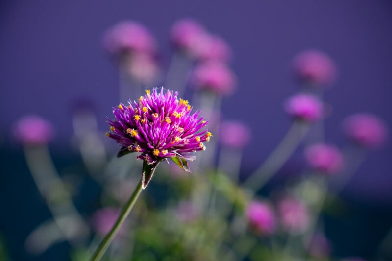 A vibrant purple globe amaranth flower stands in focus against a blurred background of other similar flowers and a deep purple backdrop.