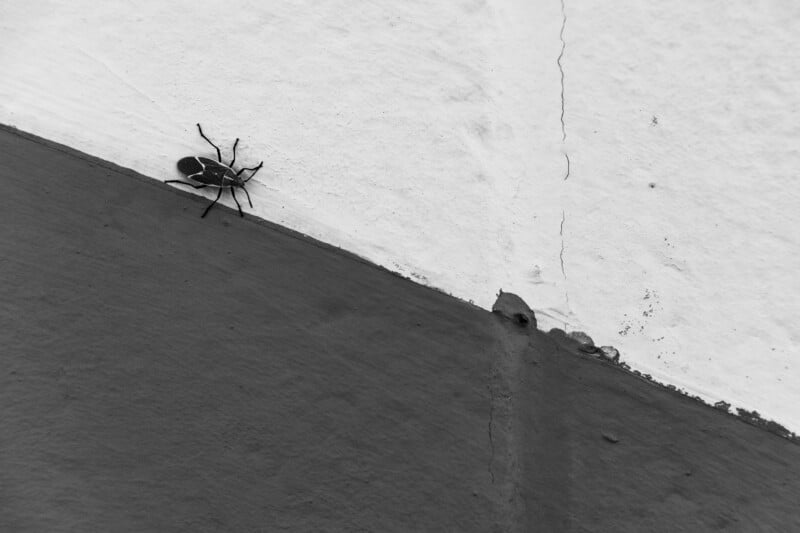 A black and white insect crawls along the diagonal border between a dark gray surface and a light white wall.