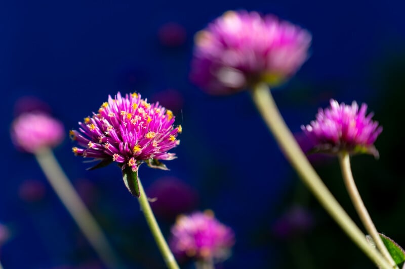 Several bright pink globe amaranth flowers with yellow stamens bloom against a deep blue background.