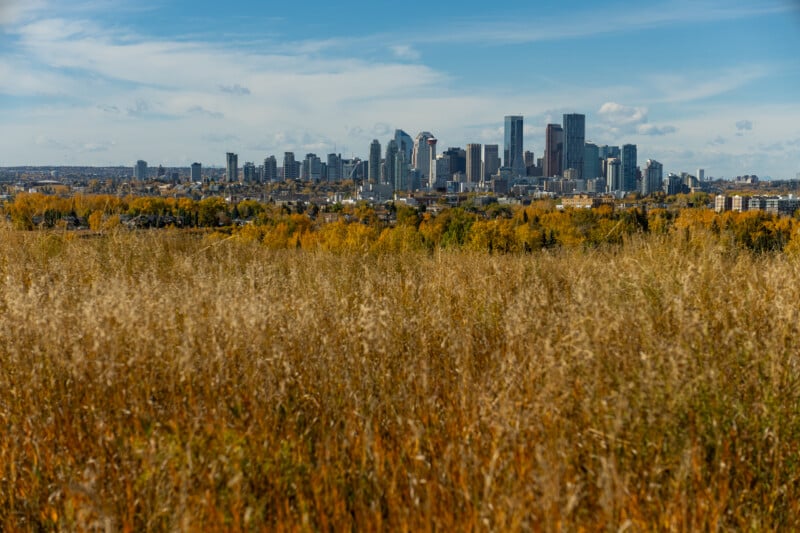 A city skyline rises above a foreground of tall, golden autumn grass and trees under a blue sky with scattered clouds.