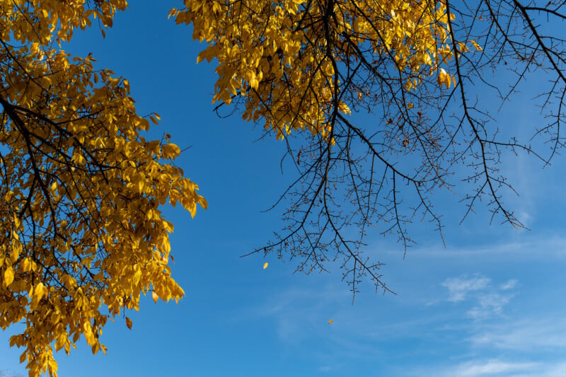 Bright yellow autumn leaves on tree branches frame a clear blue sky, with a few individual leaves falling through the air.