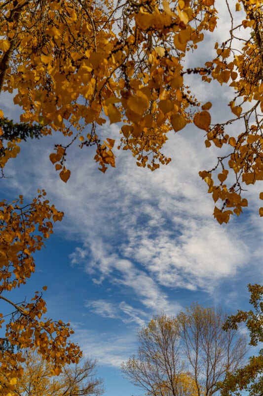 Golden autumn leaves frame a bright blue sky filled with wispy white clouds.