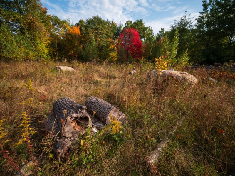 A stack of logs sits in a field of dry grass and wildflowers, with a forest showing autumn colors in the background.