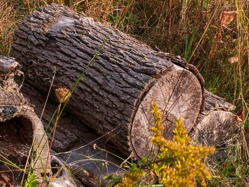 A large, rough-barked log lies on the ground among tall grass and wildflowers, with a smaller, hollowed-out log segment nearby.
