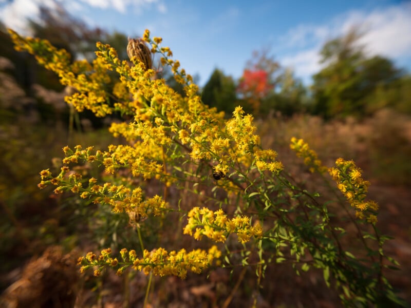 A bumblebee rests on a cluster of bright yellow goldenrod flowers against a blurred background of trees and blue sky.