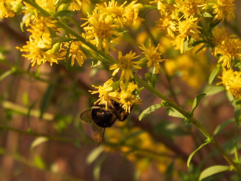 A bumblebee rests on a cluster of bright yellow goldenrod flowers.