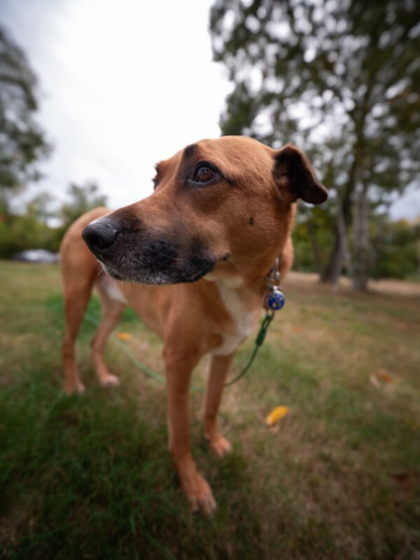 A tan dog with a black muzzle and a blue collar tag stands on a grassy field, looking off to the side.
