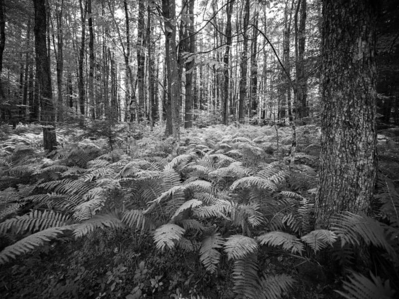 A dense forest floor covered in lush ferns, surrounded by tall, slender tree trunks under a bright, overcast sky.