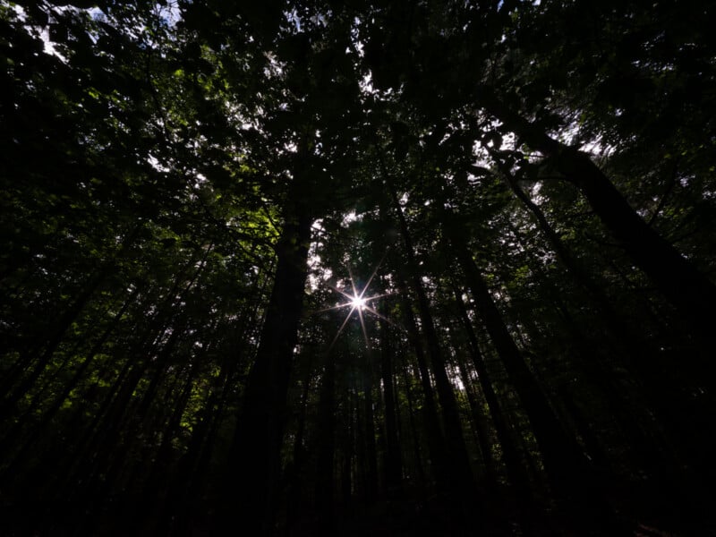 Sunlight filters through a dense canopy of dark trees, creating a bright starburst effect in the center.