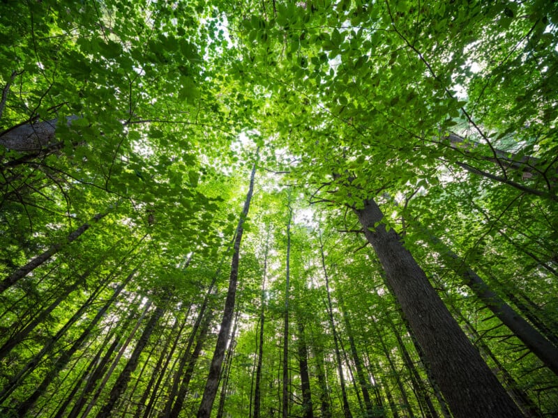 A low-angle view looking up into a dense forest canopy with sunlight filtering through vibrant green leaves and tall tree trunks.