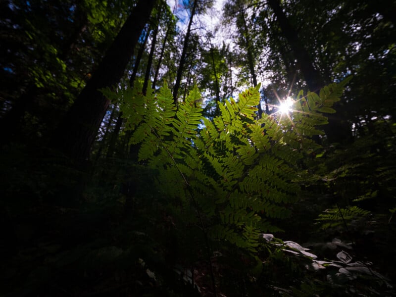 A bright green fern is backlit by sunlight filtering through the canopy of a dark, dense forest.