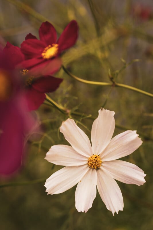 A pale pink cosmos flower blooms in the foreground, with two out-of-focus deep red cosmos flowers visible behind it against a blurred green background.