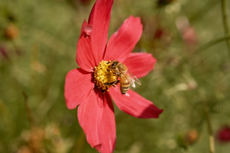 A honey bee gathers pollen from the center of a vibrant red cosmos flower.