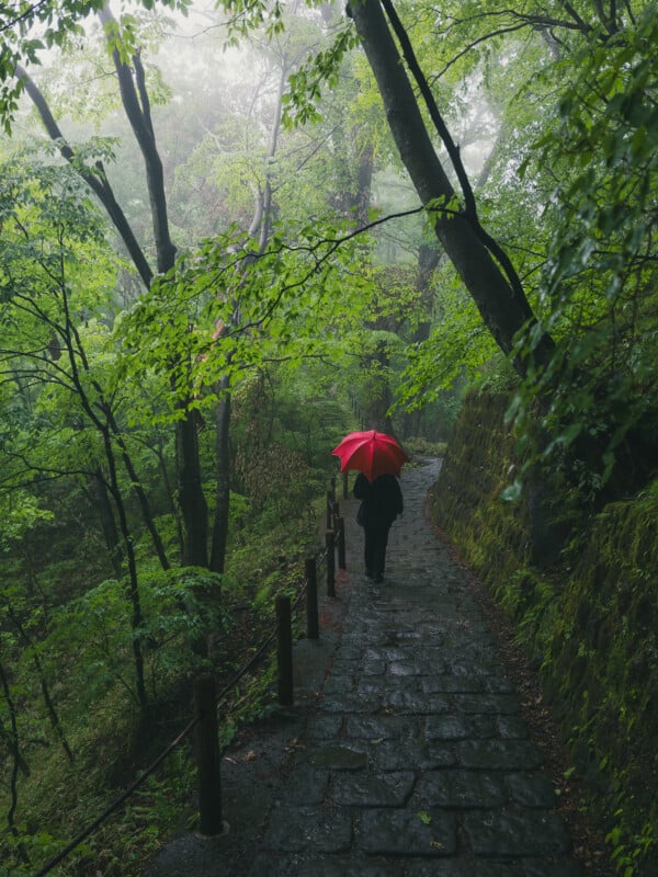 A person holding a bright red umbrella walks away along a wet, stone-paved path through a lush, misty forest.