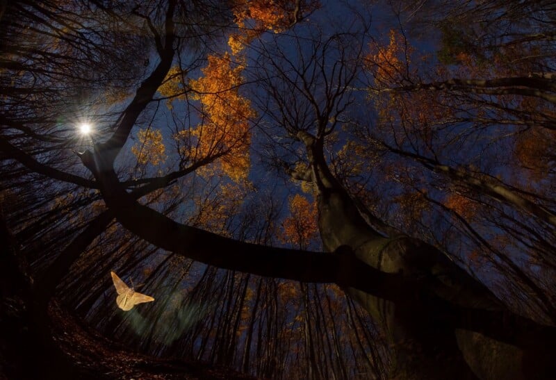 A low-angle view of a forest at night with a bright moon, golden autumn leaves, and a moth flying in the foreground.