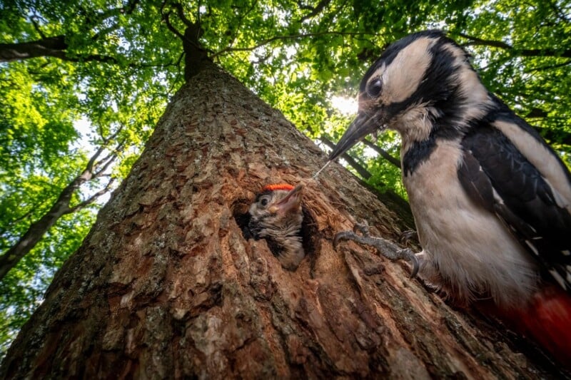 A great spotted woodpecker feeds its chick, which is peering out from a hole in a tree trunk in a sunlit forest.