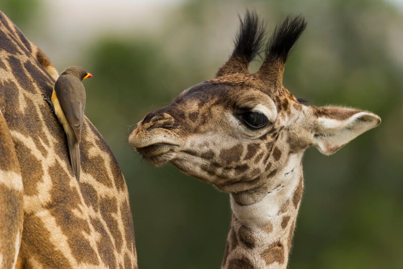 A red-billed oxpecker perches on the back of a young giraffe, which is looking toward the bird.