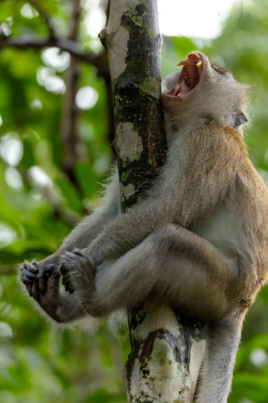 33 Hilarious Photos From the Nikon Comedy Wildlife Awards
