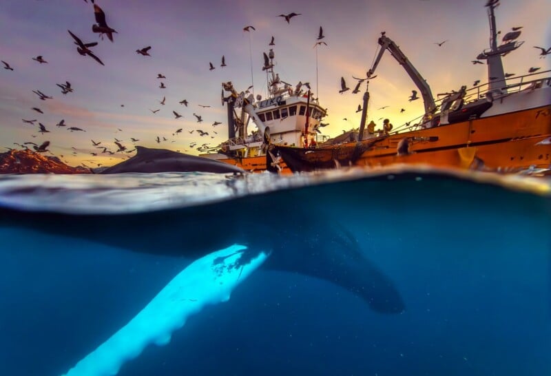 A split-level view shows a humpback whale swimming underwater beneath a fishing boat surrounded by a large flock of seagulls at sunset.