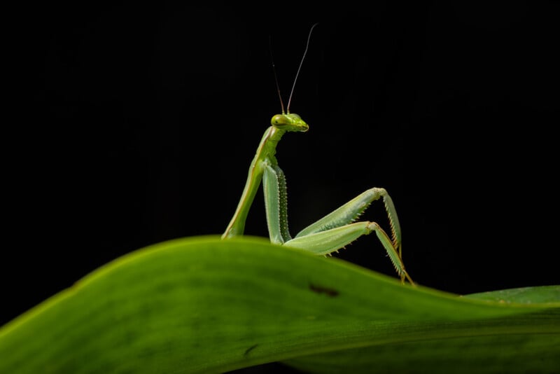 33 Hilarious Photos From the Nikon Comedy Wildlife Awards