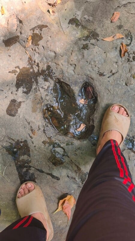 A person wearing slides and athletic pants stands next to a large, three-toed fossilized footprint filled with water on a rocky surface.