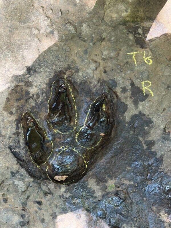 A three-toed dinosaur footprint is pressed into rock, with yellow chalk outlines highlighting the toes and heel pad.