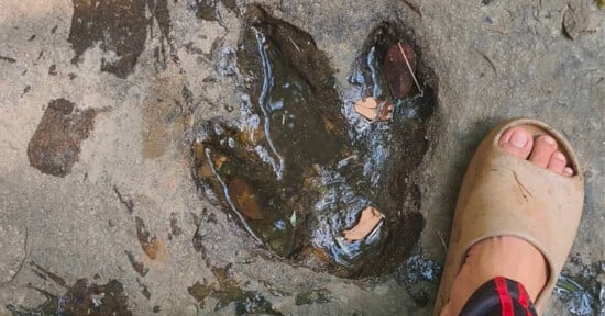 A person's foot wearing a beige slide sandal stands next to a large, three-toed fossilized dinosaur footprint in rock.