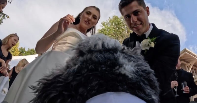 A bride and groom look down at a fluffy, gray dog while guests stand in the background at an outdoor wedding.