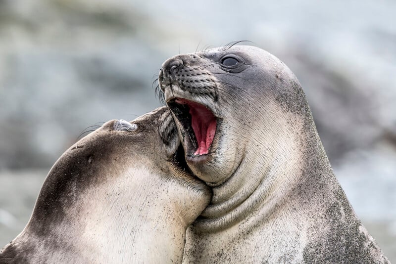 33 Hilarious Photos From the Nikon Comedy Wildlife Awards
