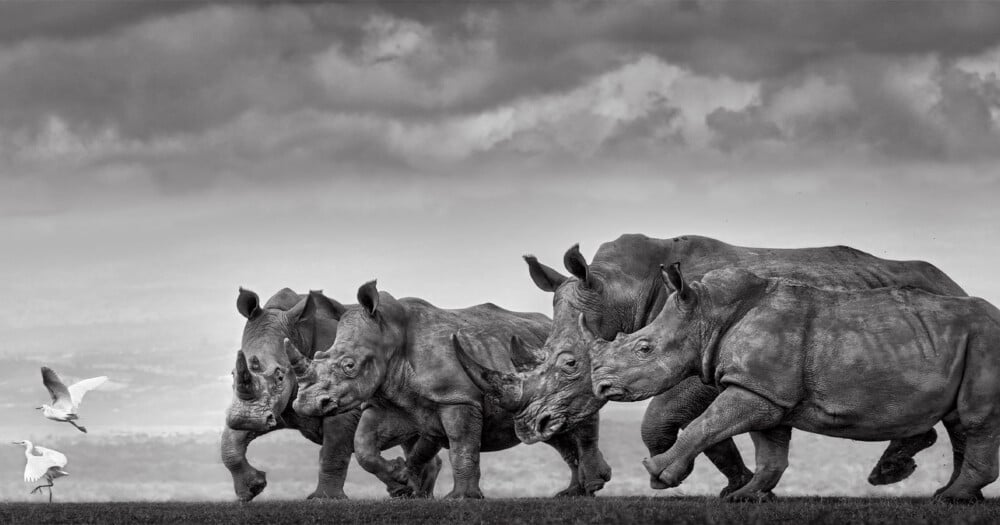 Four rhinoceroses walk in a line across a grassy plain under a cloudy sky, with two white birds flying nearby.